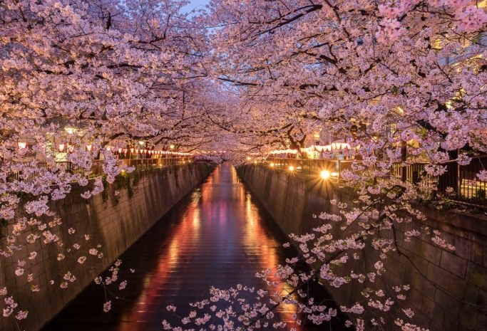 東京櫻花