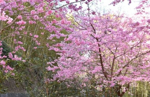 草嶺櫻花
