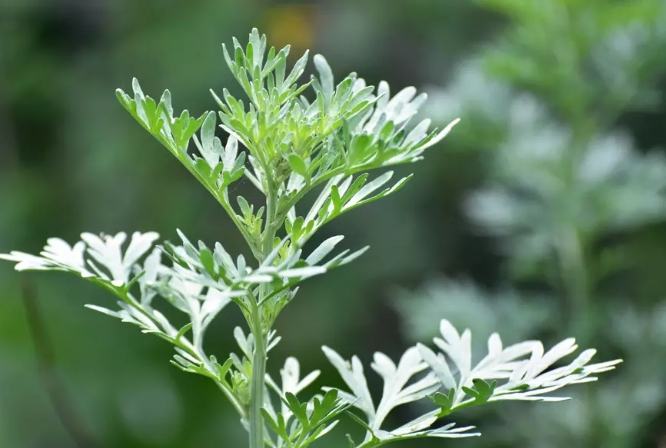 艾草的功效和副作用